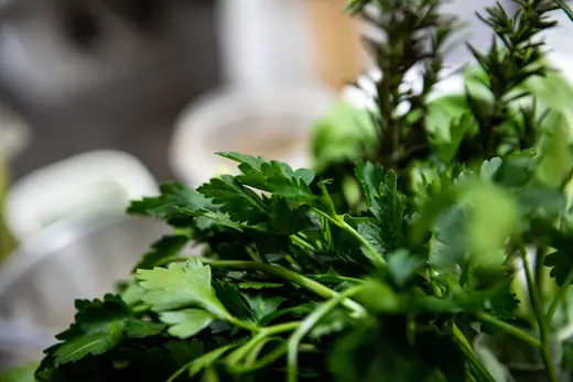 Prezzemolo e erbe aromatiche fresche in cucina